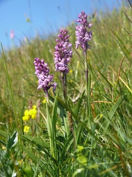 Pflanzenbild gross Langspornige Handwurz - Gymnadenia conopsea