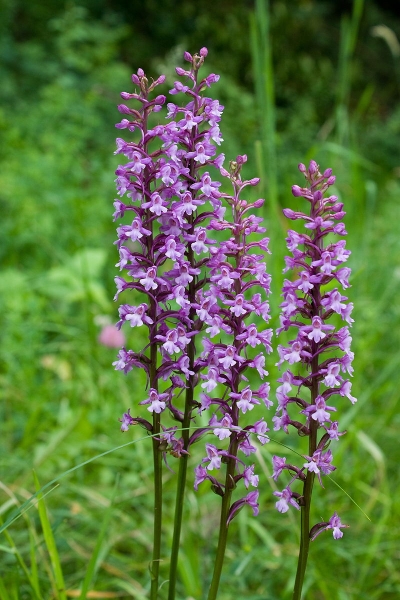 Pflanzenbild gross Langspornige Handwurz - Gymnadenia conopsea