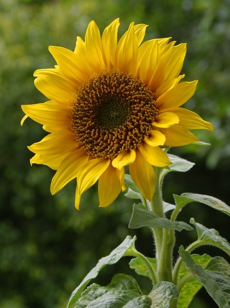 Pflanzenbild gross Einjährige Sonnenblume - Helianthus annuus