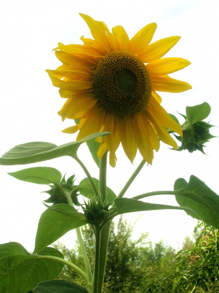Pflanzenbild gross Einjährige Sonnenblume - Helianthus annuus