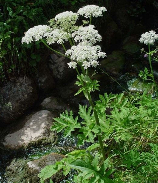 Pflanzenbild gross Wiesen-Bärenklau - Heracleum sphondylium