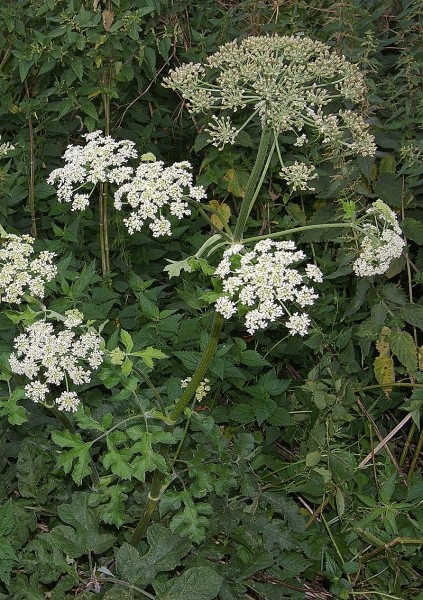 Pflanzenbild gross Wiesen-Bärenklau - Heracleum sphondylium