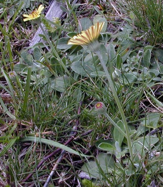 Pflanzenbild gross Langhaariges Habichtskraut - Hieracium pilosella