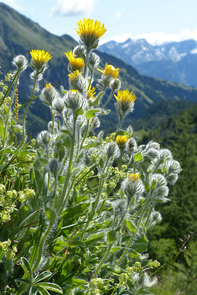 Pflanzenbild gross Zottiges Habichtskraut - Hieracium villosum