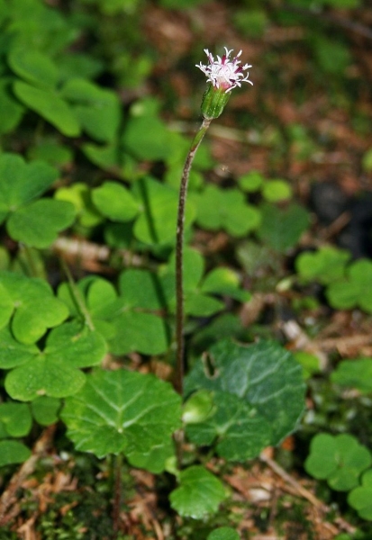 Pflanzenbild gross Grüner Alpenlattich - Homogyne alpina