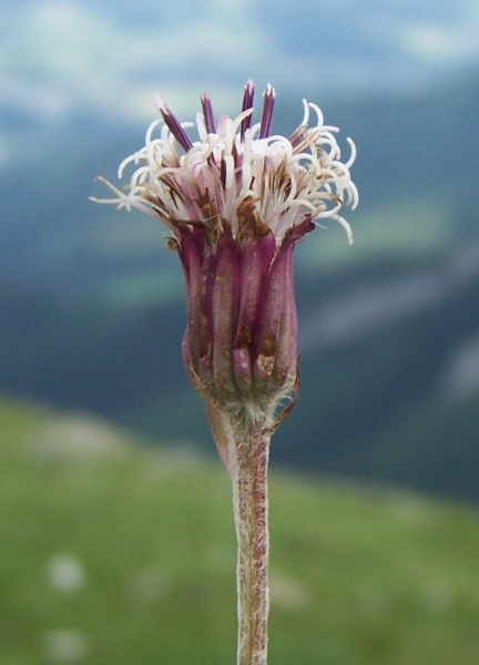 Pflanzenbild gross Grüner Alpenlattich - Homogyne alpina