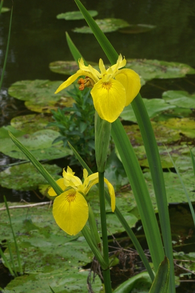 Pflanzenbild gross Gelbe Schwertlilie - Iris pseudacorus