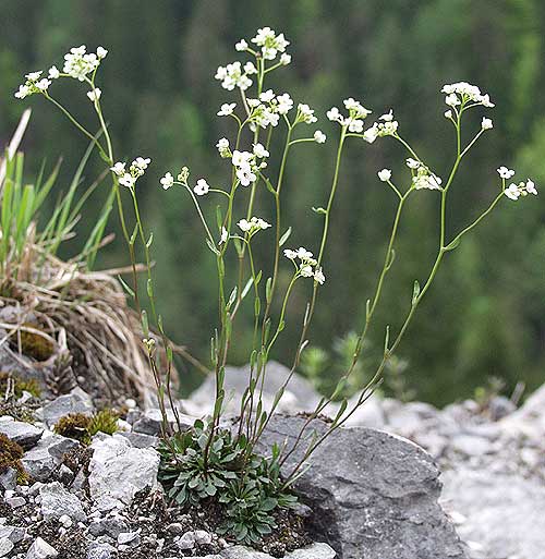 Pflanzenbild gross Felsen-Kugelschötchen - Kernera saxatilis