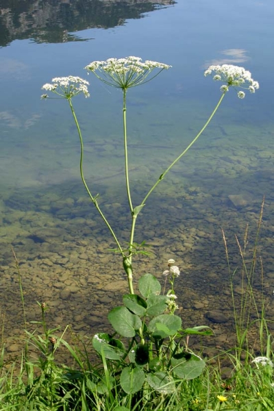 Pflanzenbild gross Breitblättriges Laserkraut - Laserpitium latifolium