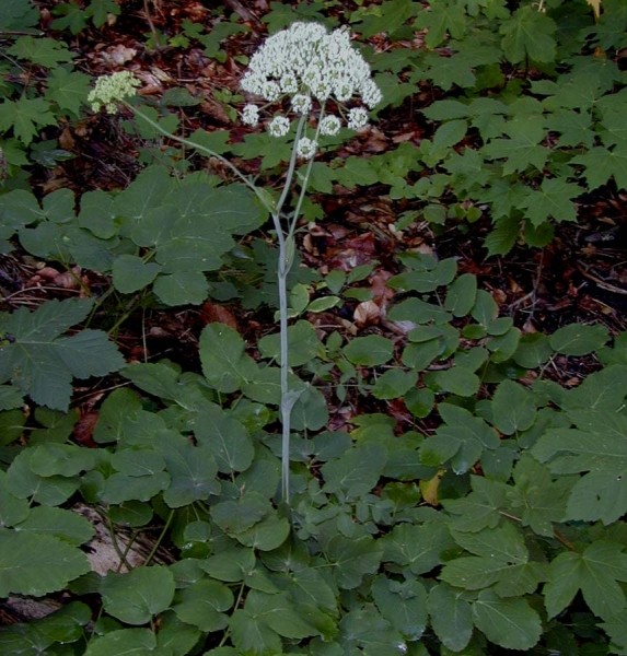 Pflanzenbild gross Breitblättriges Laserkraut - Laserpitium latifolium