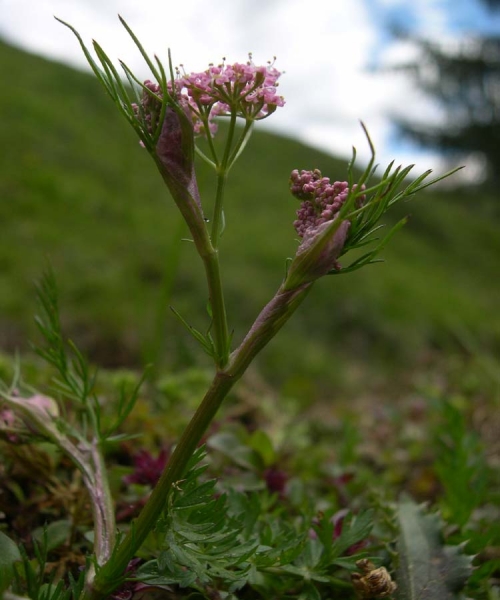 Pflanzenbild gross Alpen-Liebstock - Ligusticum mutellina