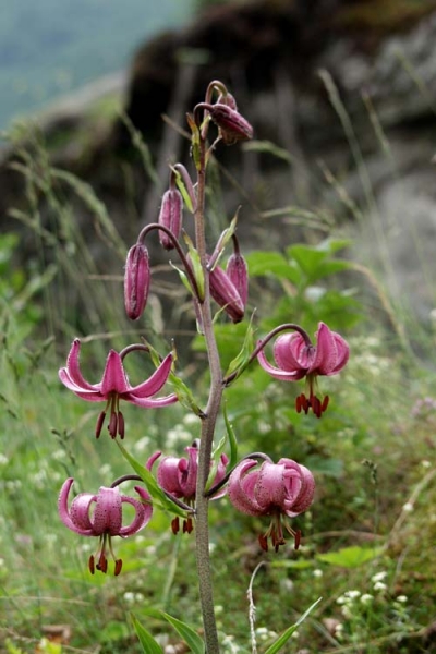 Pflanzenbild gross Türkenbund - Lilium martagon