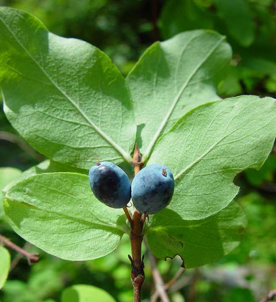 Pflanzenbild gross Blaue Heckenkirsche - Lonicera caerulea