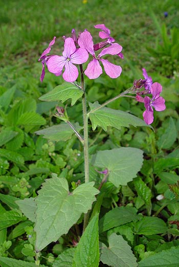 Pflanzenbild gross Garten-Mondviole - Lunaria annua