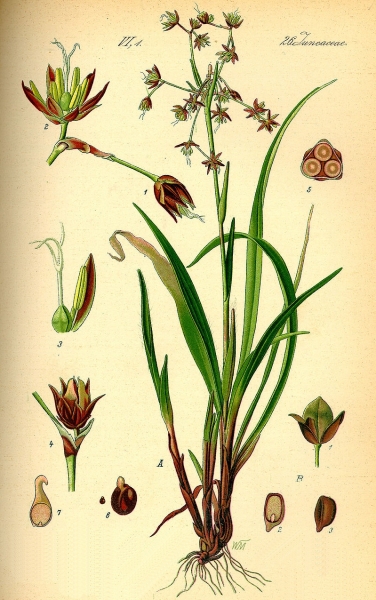 Pflanzenbild gross Behaarte Hainsimse - Luzula pilosa