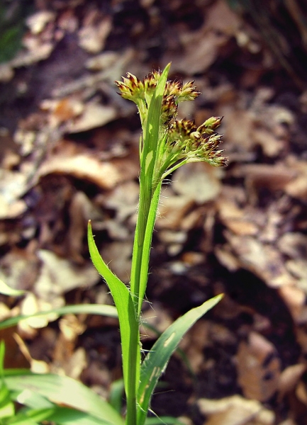 Pflanzenbild gross Gewöhnliche Wald-Hainsimse - Luzula sylvatica
