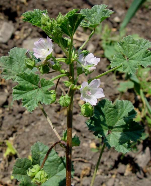 Pflanzenbild gross Kleine Malve - Malva neglecta