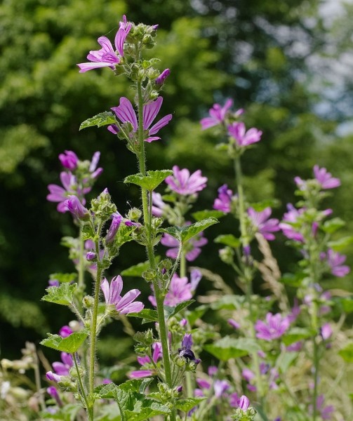 Pflanzenbild gross Wilde Malve - Malva sylvestris