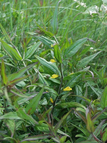 Pflanzenbild gross Wiesen-Wachtelweizen - Melampyrum pratense