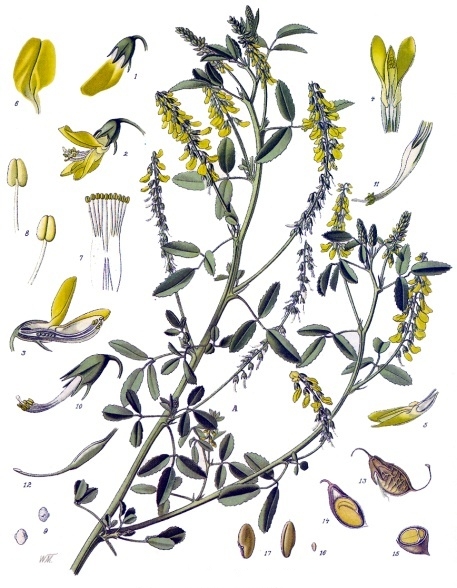 Pflanzenbild gross Echter Honigklee - Melilotus officinalis