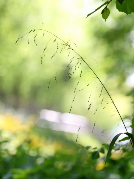 Pflanzenbild gross Waldhirse - Milium effusum