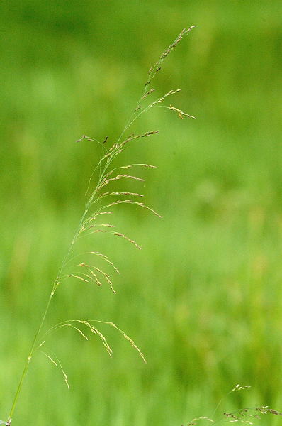 Pflanzenbild gross Waldhirse - Milium effusum