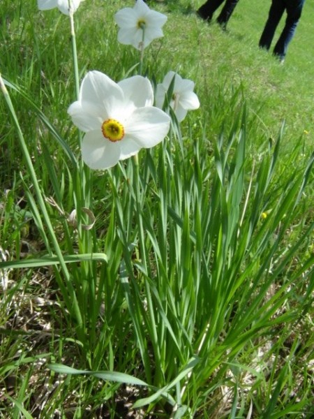 Pflanzenbild gross Weisse Narzisse - Narcissus poëticus aggr.