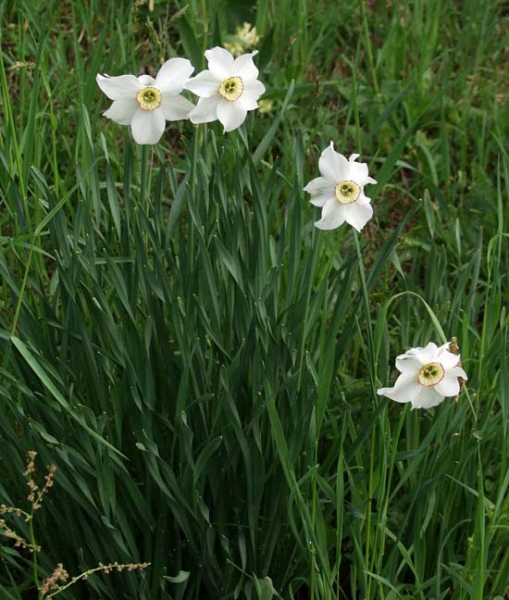 Pflanzenbild gross Weisse Narzisse - Narcissus poëticus aggr.