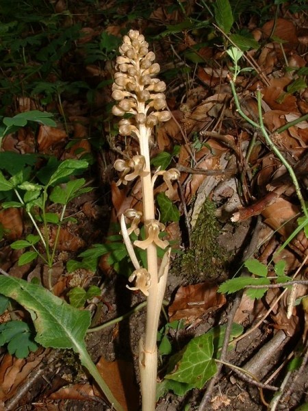 Pflanzenbild gross Nestwurz - Neottia nidus-avis