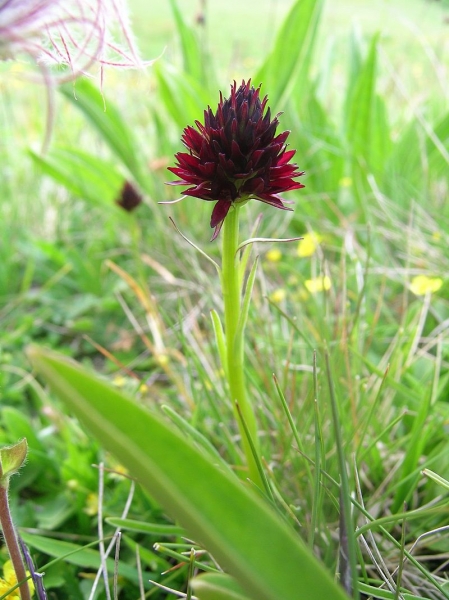 Pflanzenbild gross Schwarzes Männertreu - Nigritella rhellicani aggr.