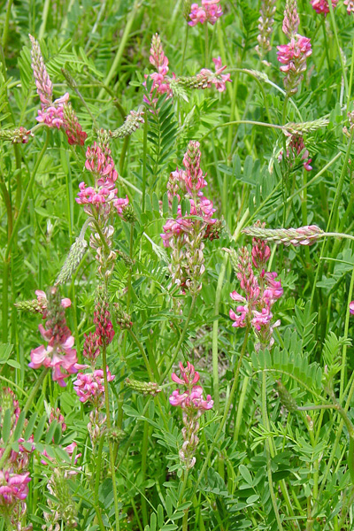 Pflanzenbild gross Saat-Esparsette - Onobrychis viciifolia