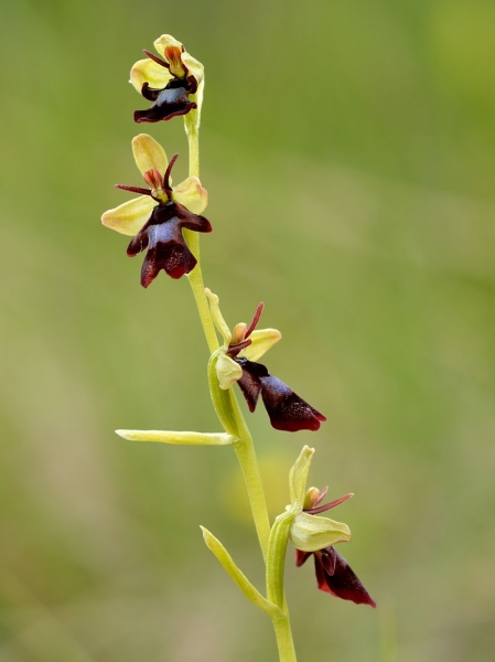 Pflanzenbild gross Fliegen-Ragwurz - Ophrys insectifera