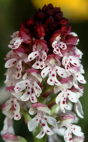 Pflanzenbild gross Schwärzliches Knabenkraut - Orchis ustulata