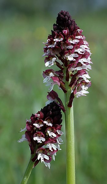 Pflanzenbild gross Schwärzliches Knabenkraut - Orchis ustulata