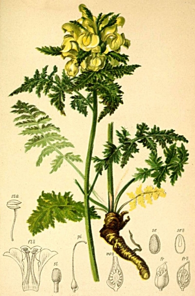 Pflanzenbild gross Blattreiches Läusekraut - Pedicularis foliosa