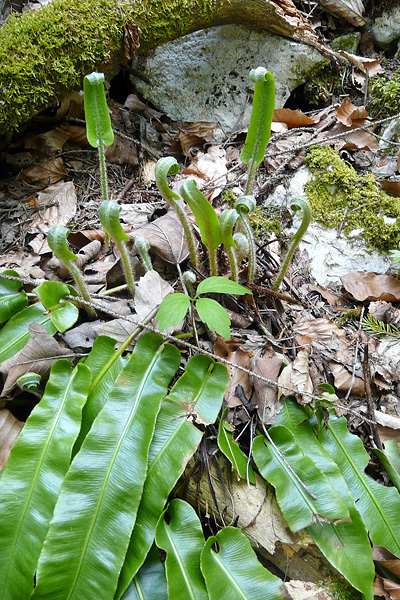 Pflanzenbild gross Hirschzunge - Phyllitis scolopendrium