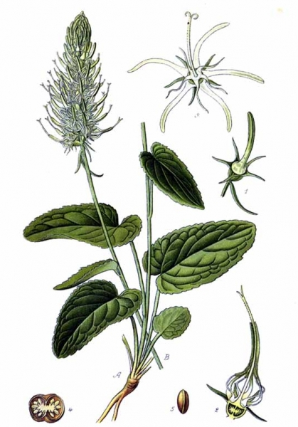 Pflanzenbild gross Ährige Rapunzel - Phyteuma spicatum