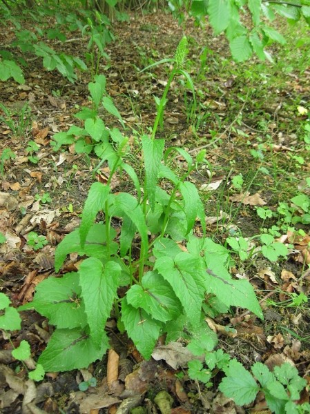 Pflanzenbild gross Ährige Rapunzel - Phyteuma spicatum
