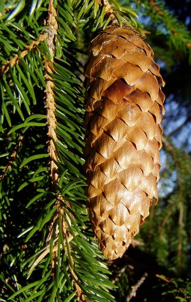 Pflanzenbild gross Fichte - Picea abies