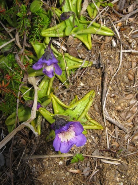 Pflanzenbild gross Gemeines Fettblatt - Pinguicula vulgaris