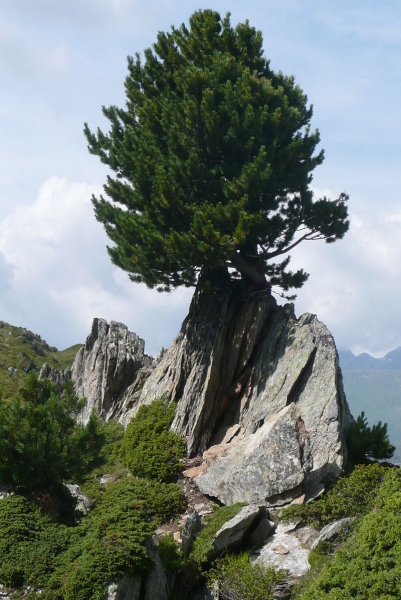 Pflanzenbild gross Arve - Pinus cembra