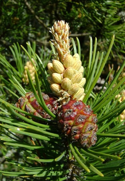 Pflanzenbild gross Leg-Föhre - Pinus mugo Turra subsp. mugo