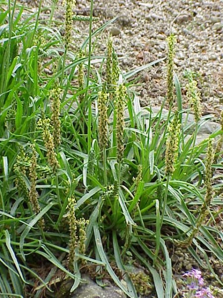 Pflanzenbild gross Alpen-Wegerich - Plantago alpina