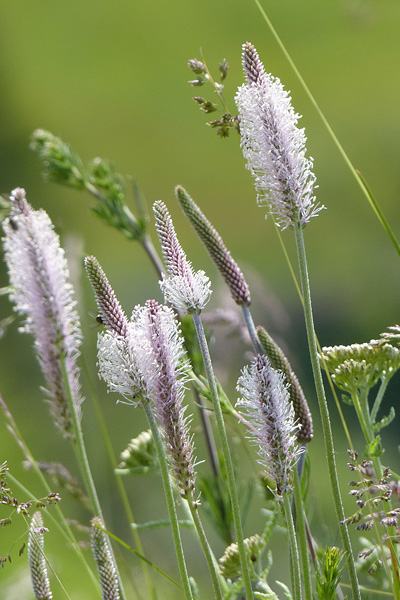 Pflanzenbild gross Mittlerer Wegerich - Plantago media