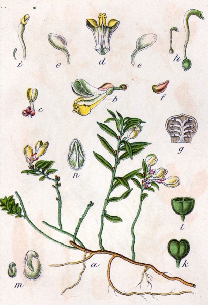 Pflanzenbild gross Buchsblättrige Kreuzblume - Polygala chamaebuxus