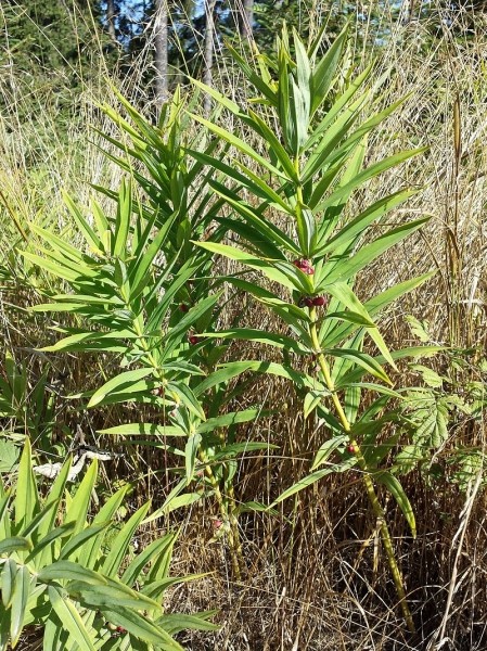 Pflanzenbild gross Quirlblättriges Salomonssiegel - Polygonatum verticillatum
