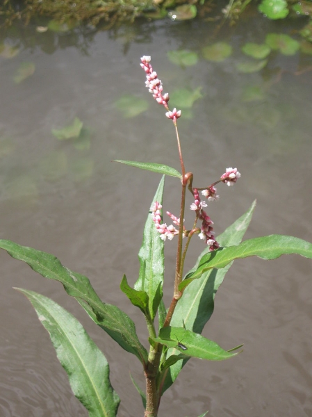 Pflanzenbild gross Pfirsichblättriger Knöterich - Polygonum persicaria