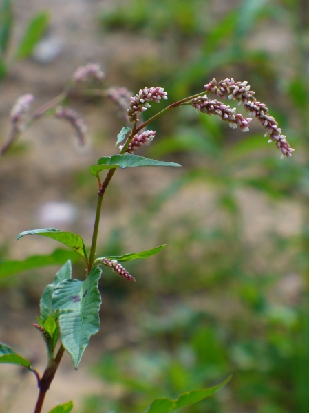 Pflanzenbild gross Pfirsichblättriger Knöterich - Polygonum persicaria