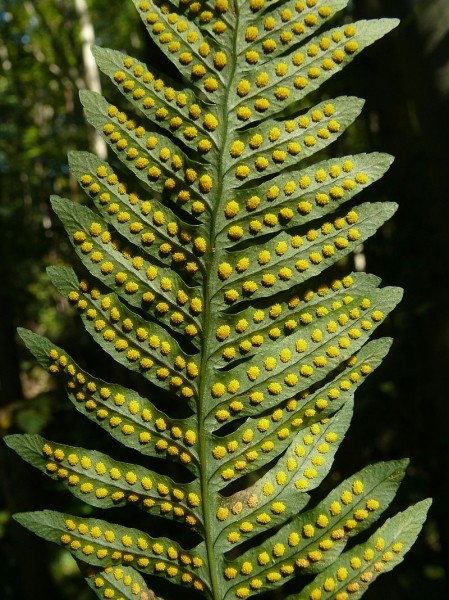 Pflanzenbild gross Gemeiner Tüpfelfarn - Polypodium vulgare