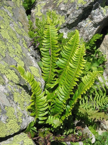 Pflanzenbild gross Lanzenfarn - Polystichum lonchitis